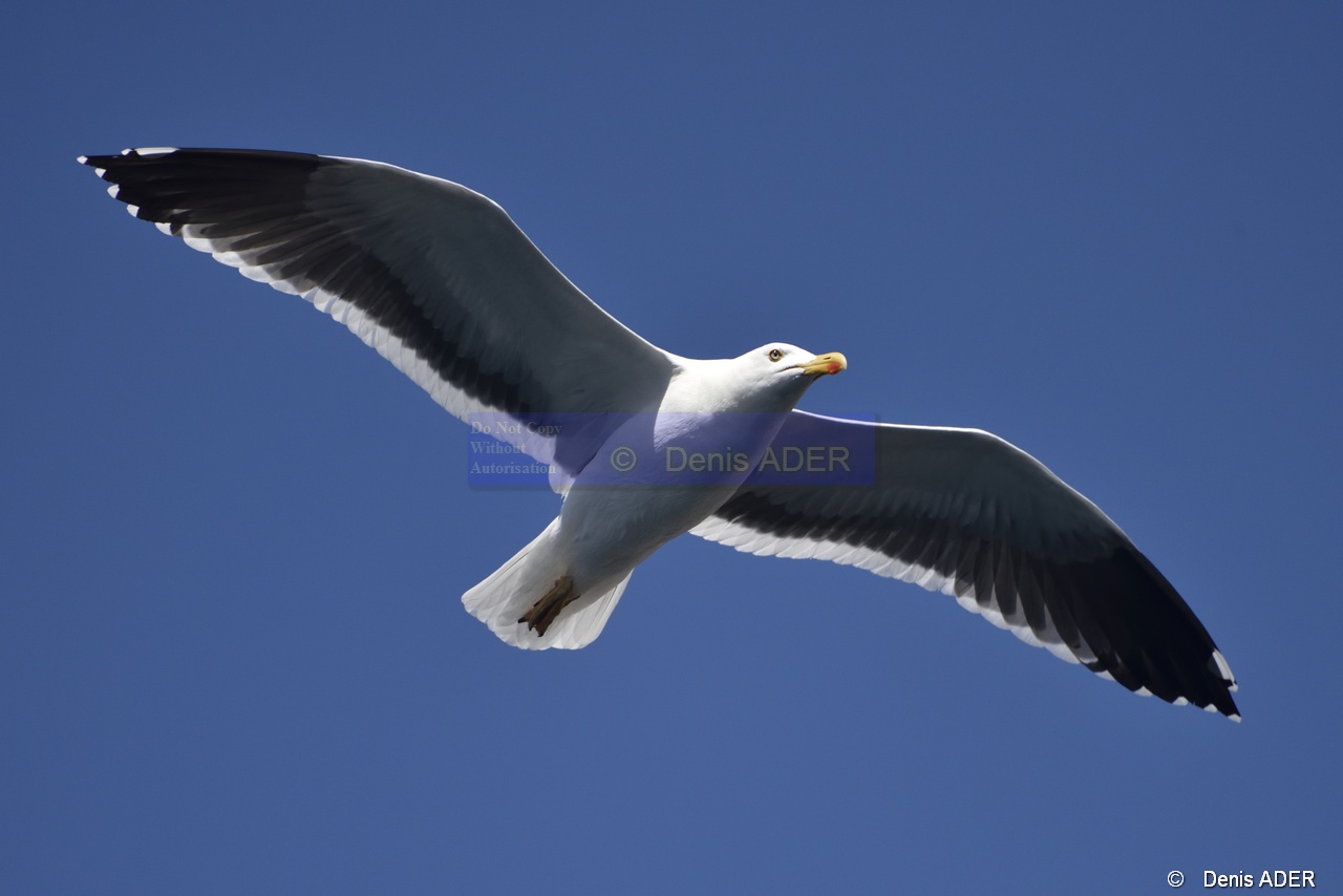 Larus livens Goeland de Cortez_D8S5393_tn.jpg